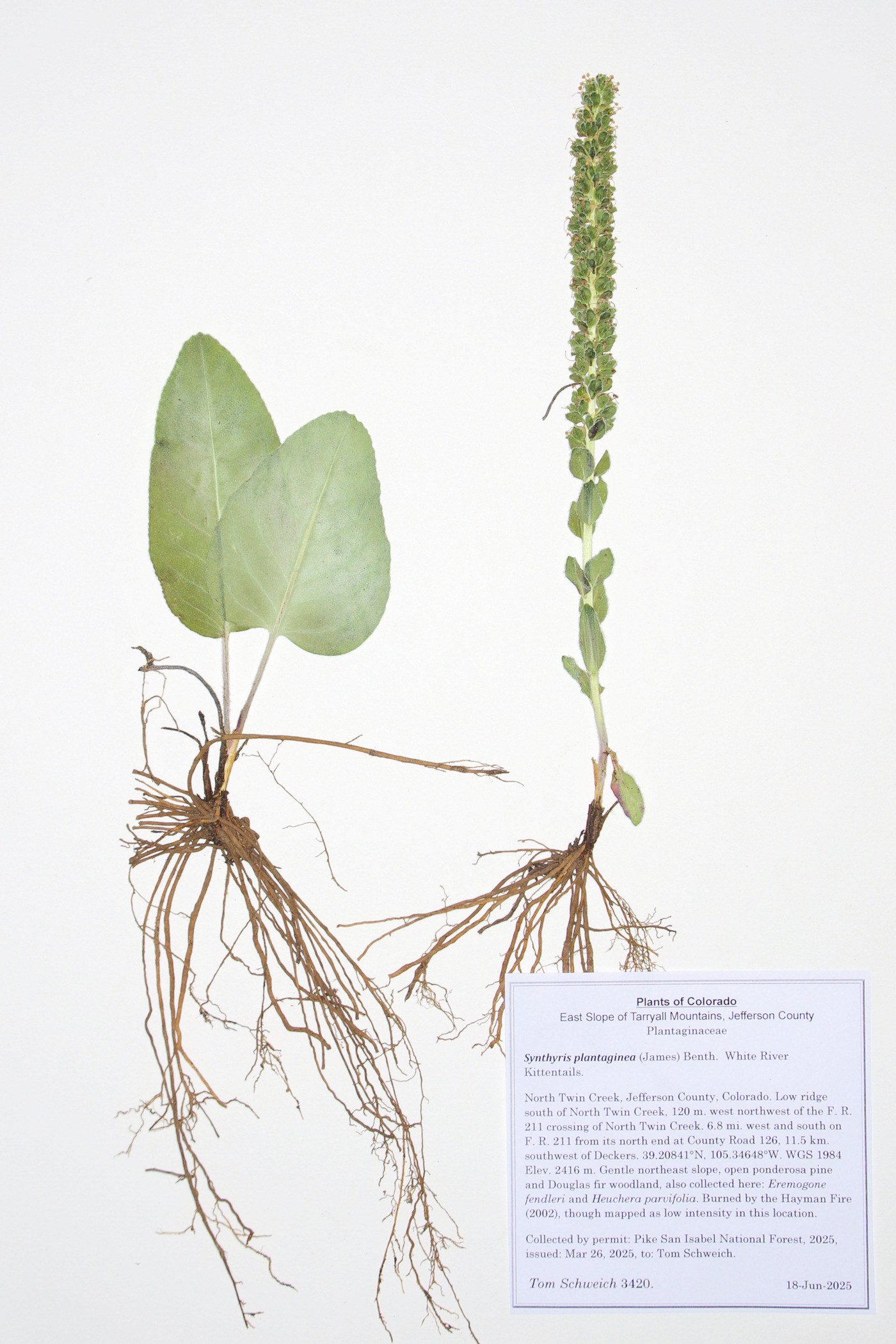 Plantaginaceae, Synthyris plantaginea