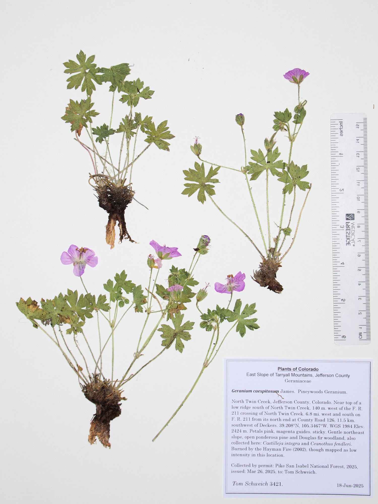Geraniaceae, Geranium caespitosum