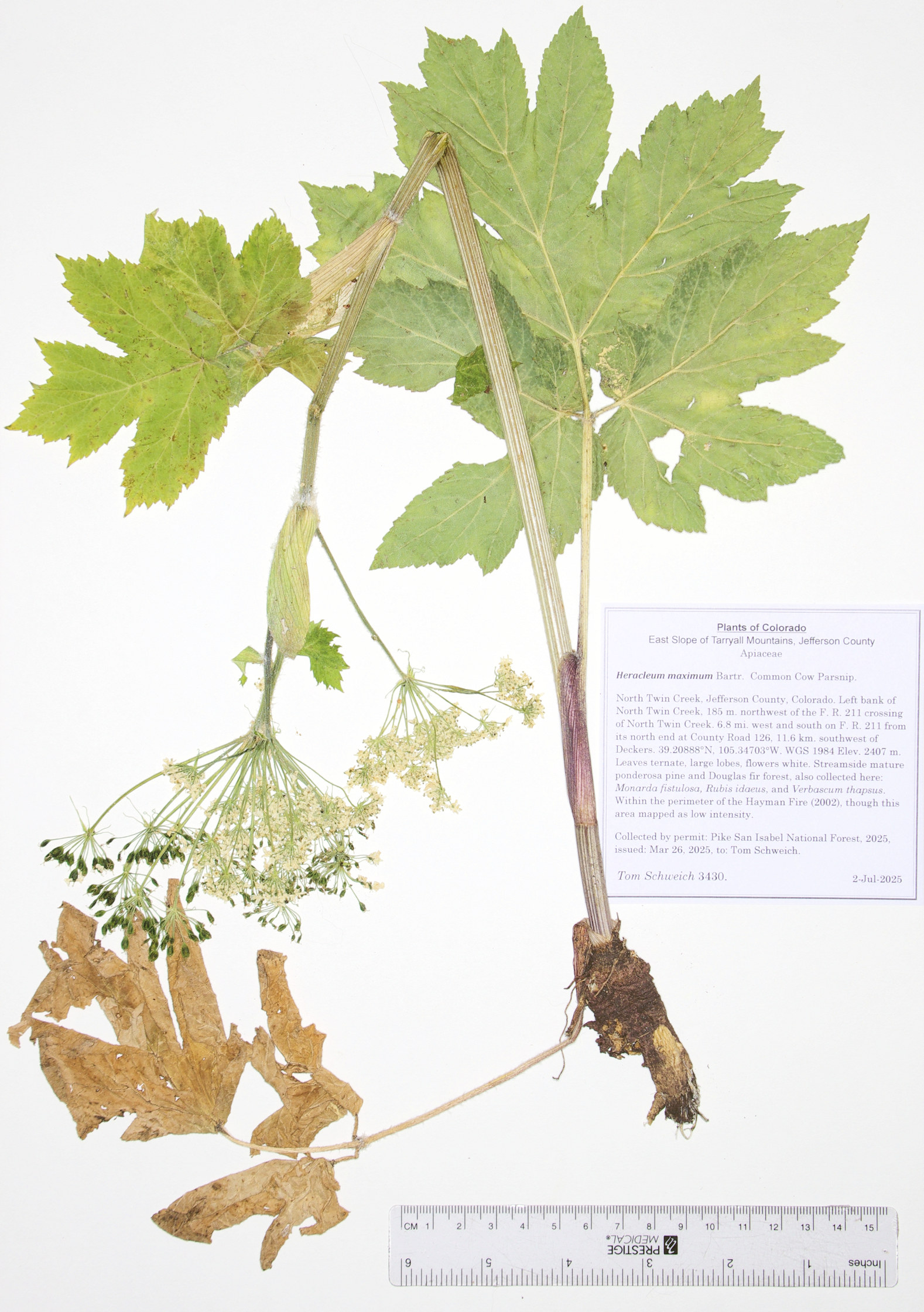 Apiaceae, Heracleum maximum