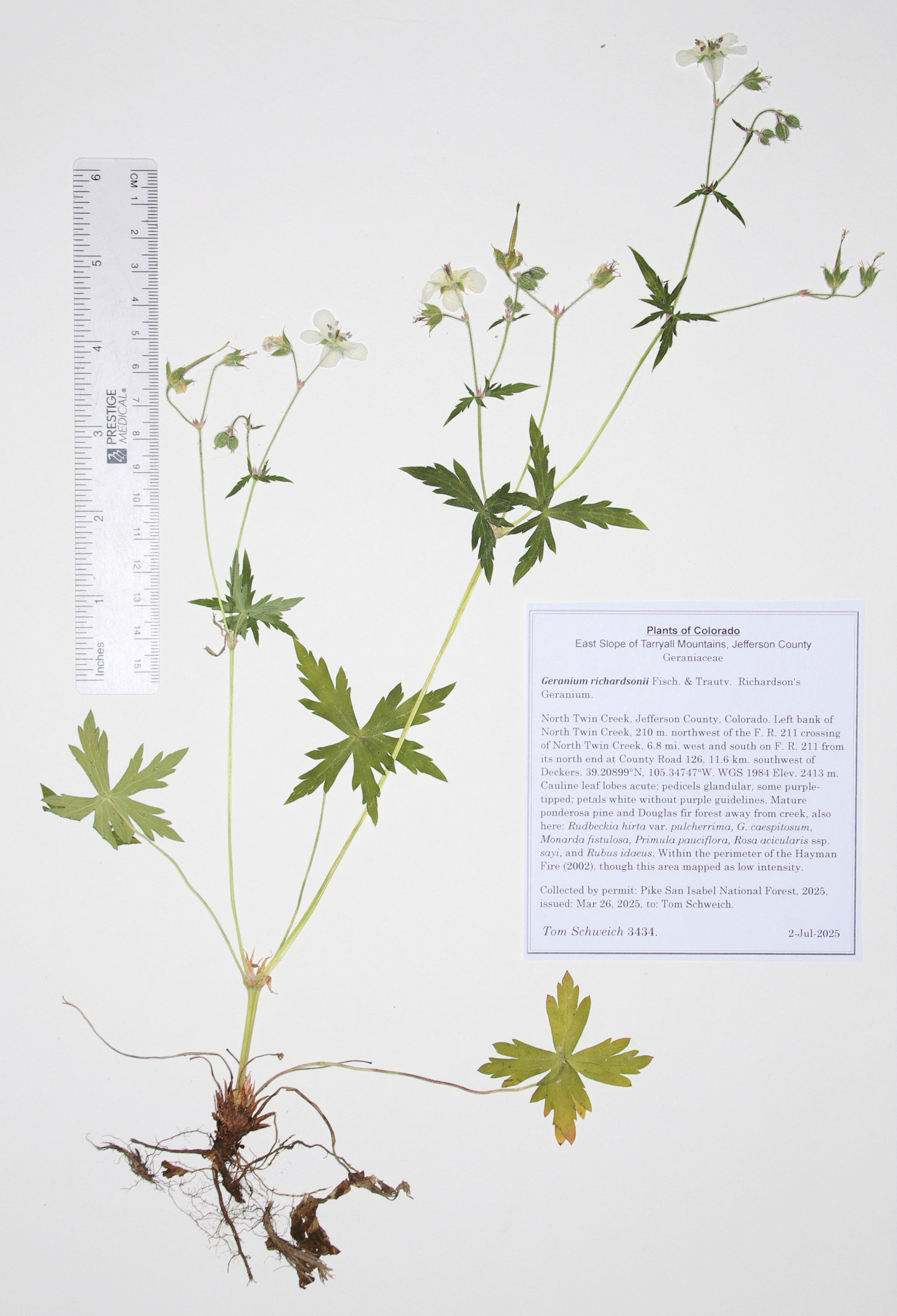 Geraniaceae, Geranium richardsonii