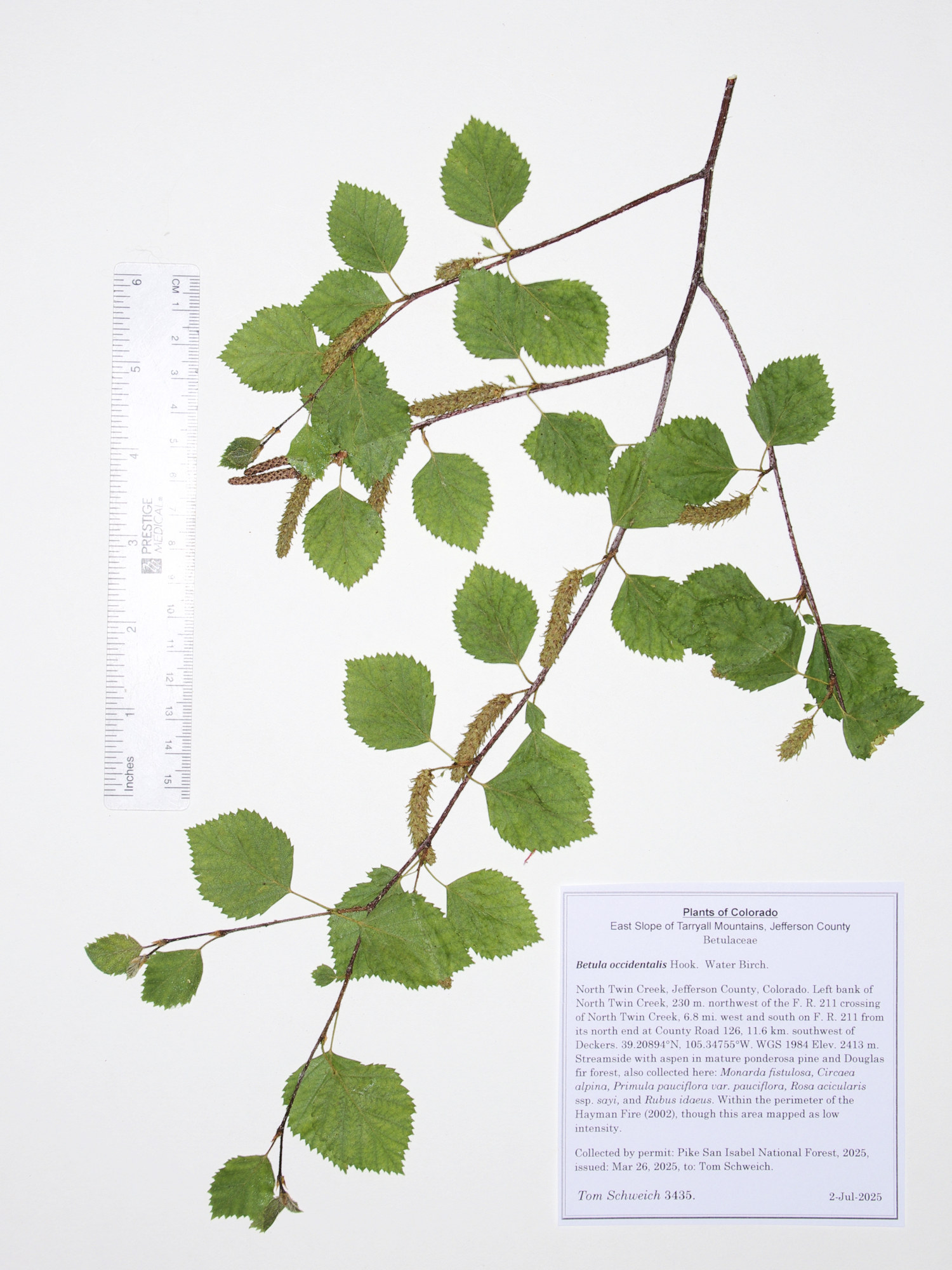 Betulaceae Betula occidentalis