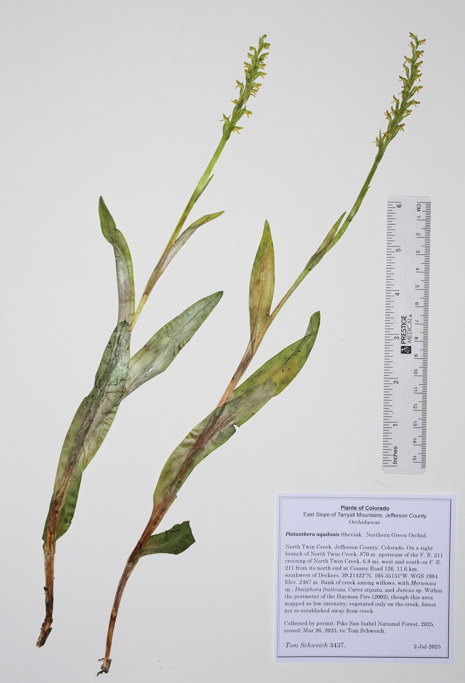 Orchidaceae, Platanthera aquilonis