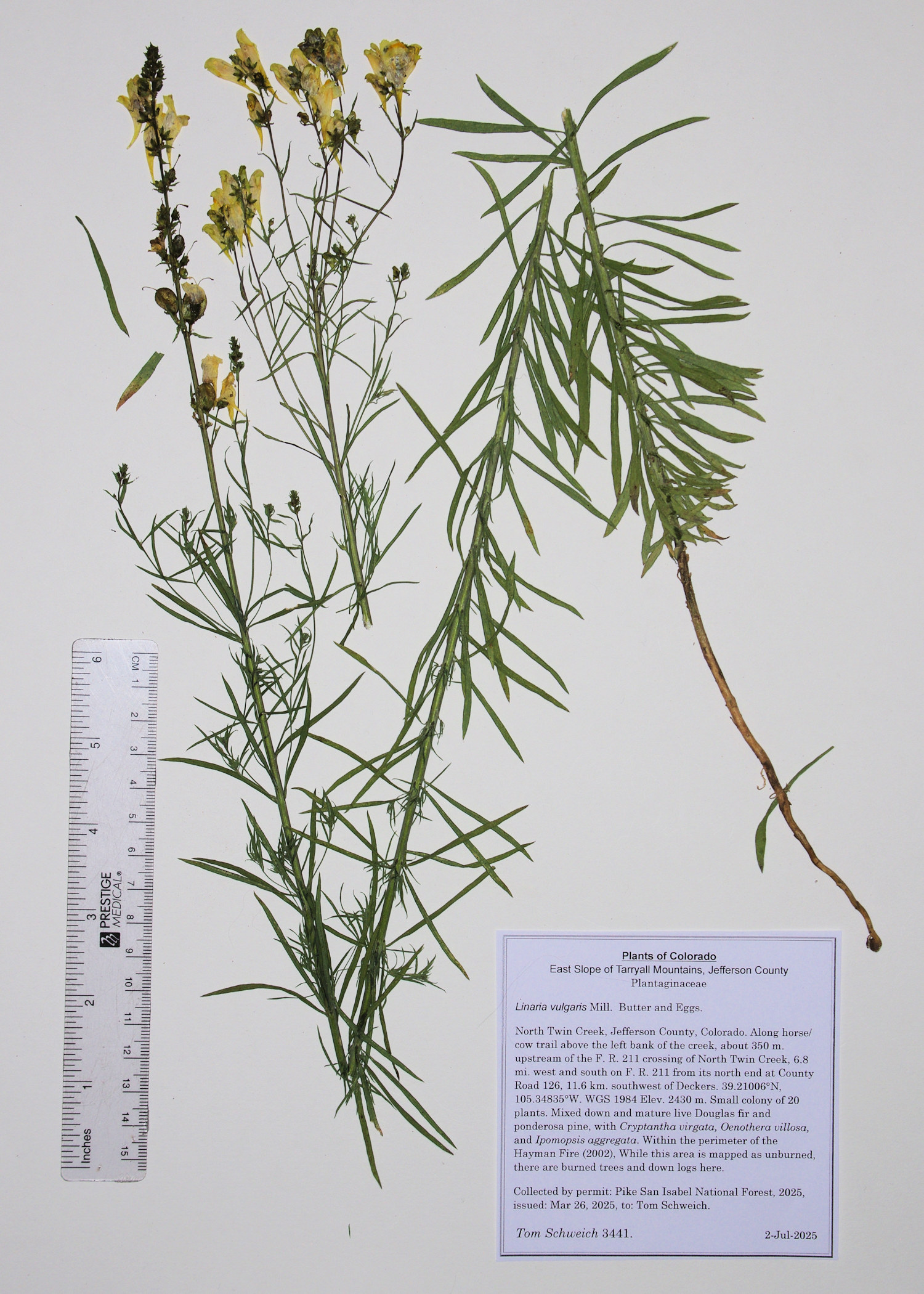 Plantaginaceae, Linaria vulgaris