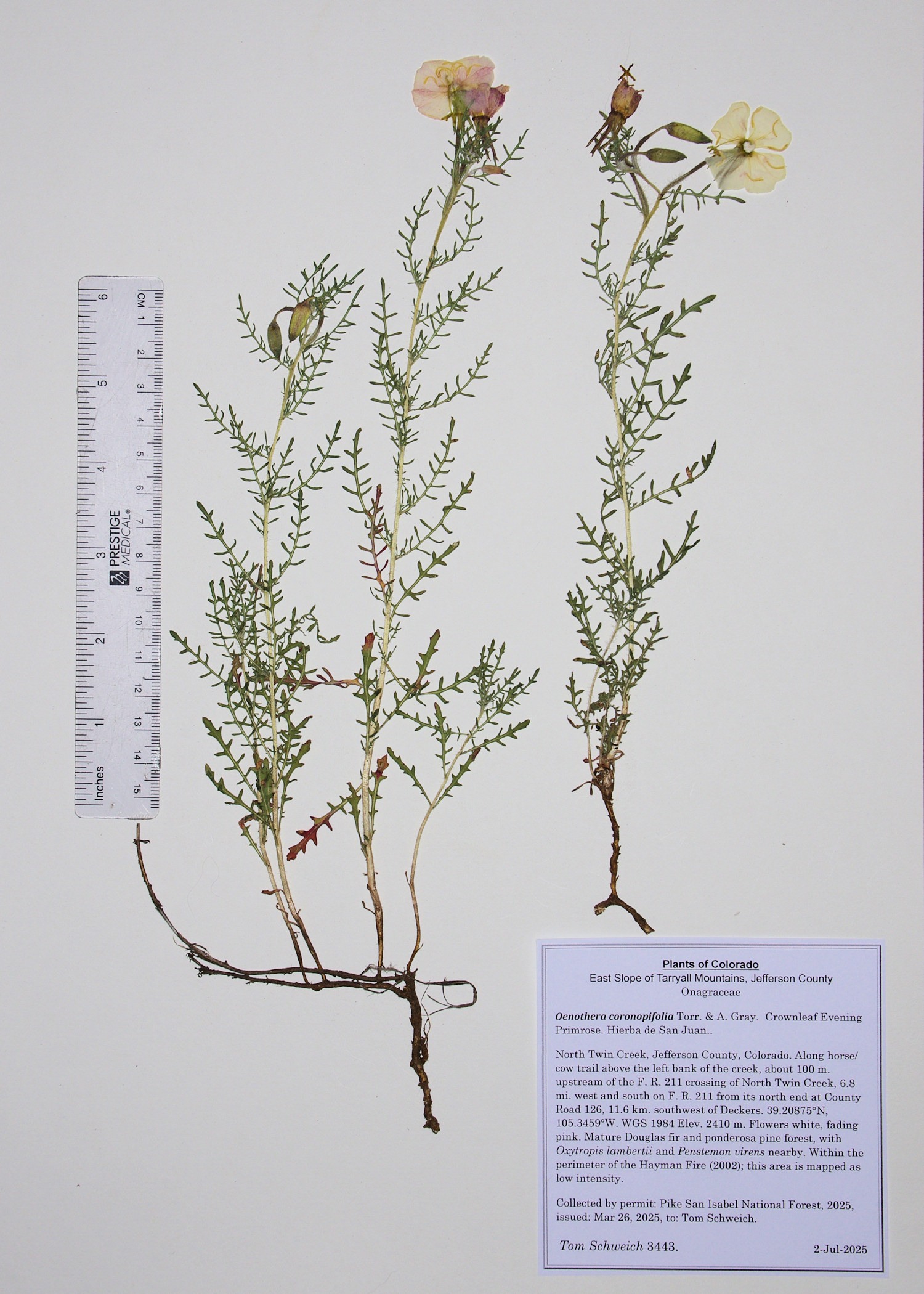 Onagraceae, Oenothera coronopifolia