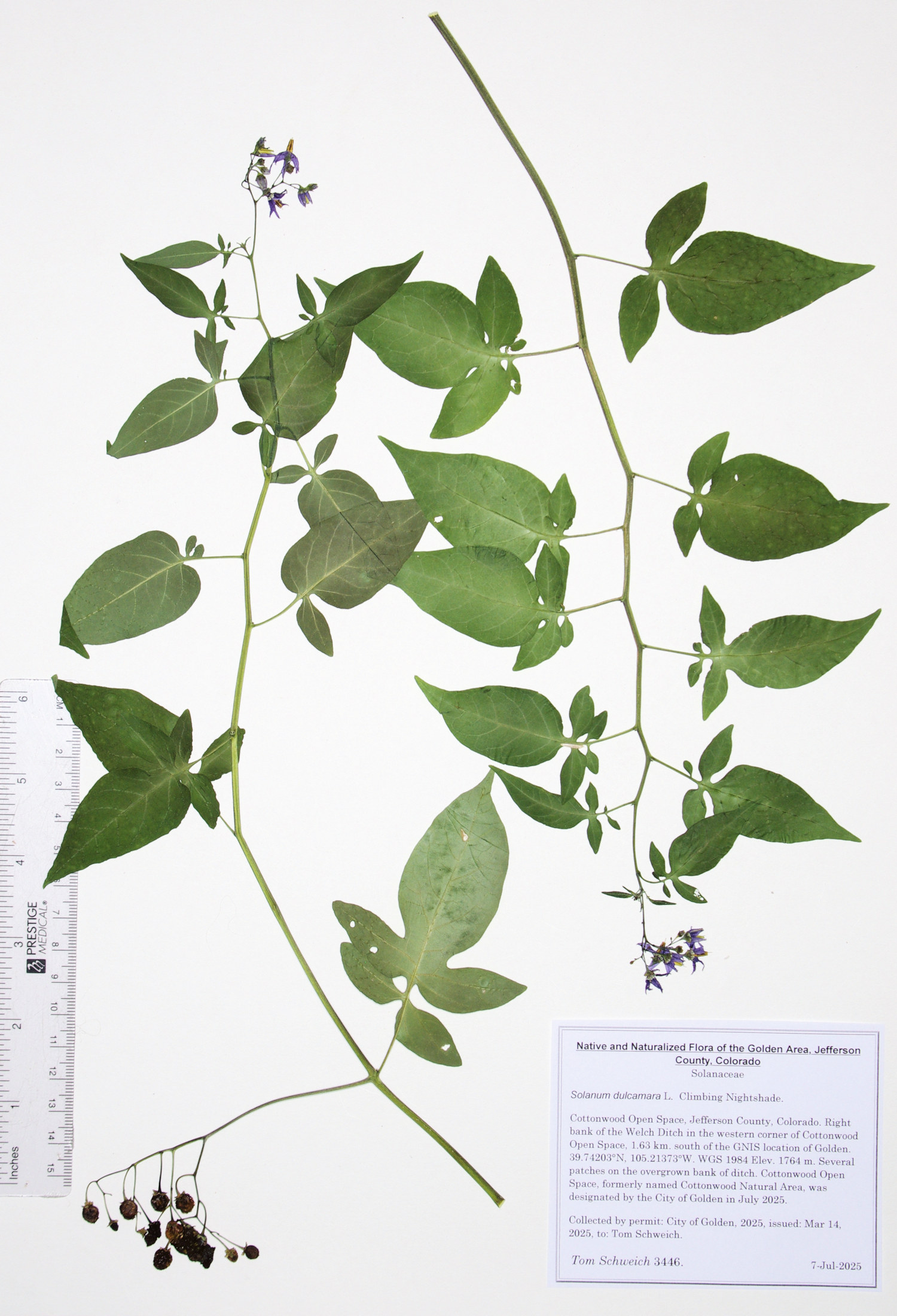 Solanaceae, Solanum dulcamara