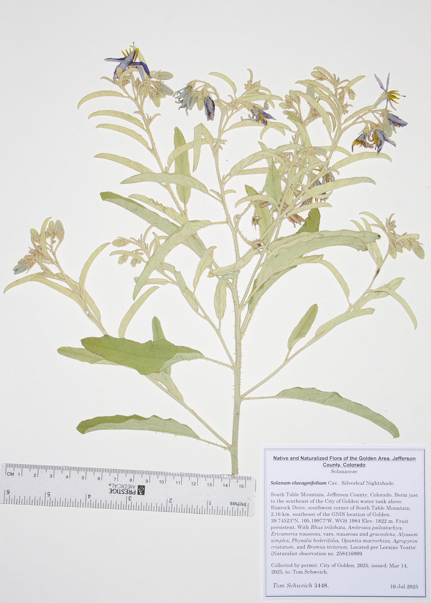Solanaceae, Solanum elaeagnifolium