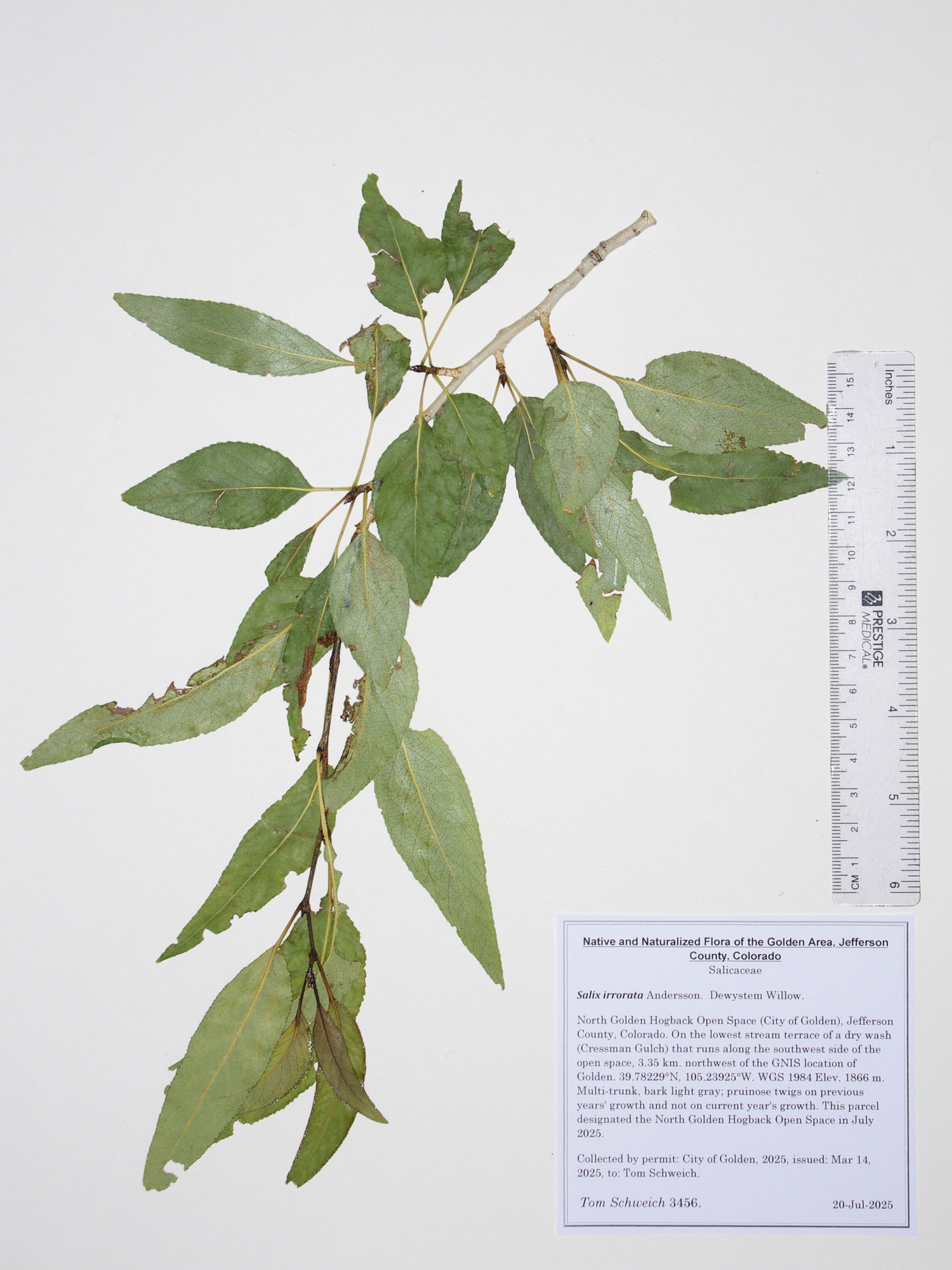 Salicaceae. Salix irrorata