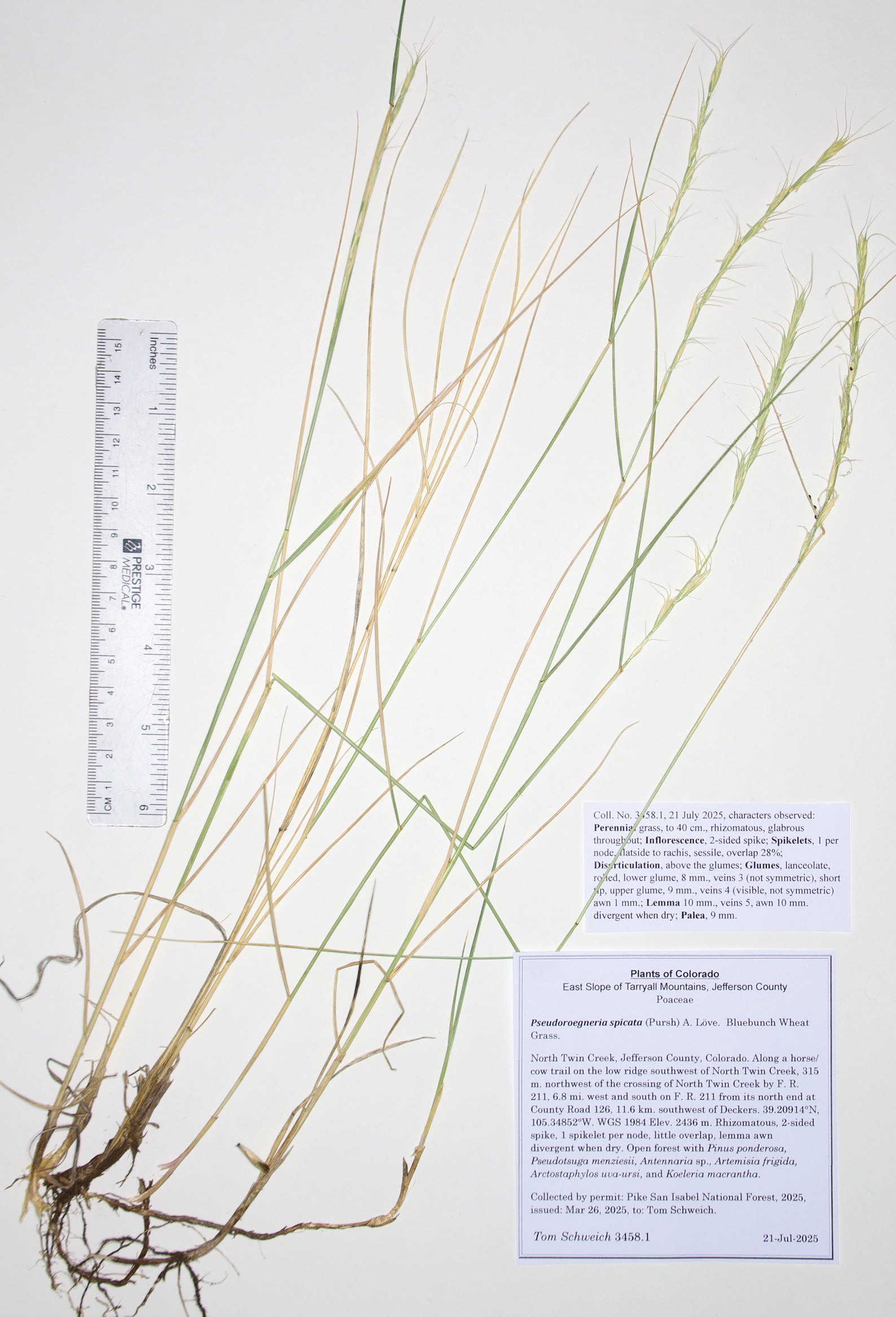 Poaceae, Pseudoroegneria spicata