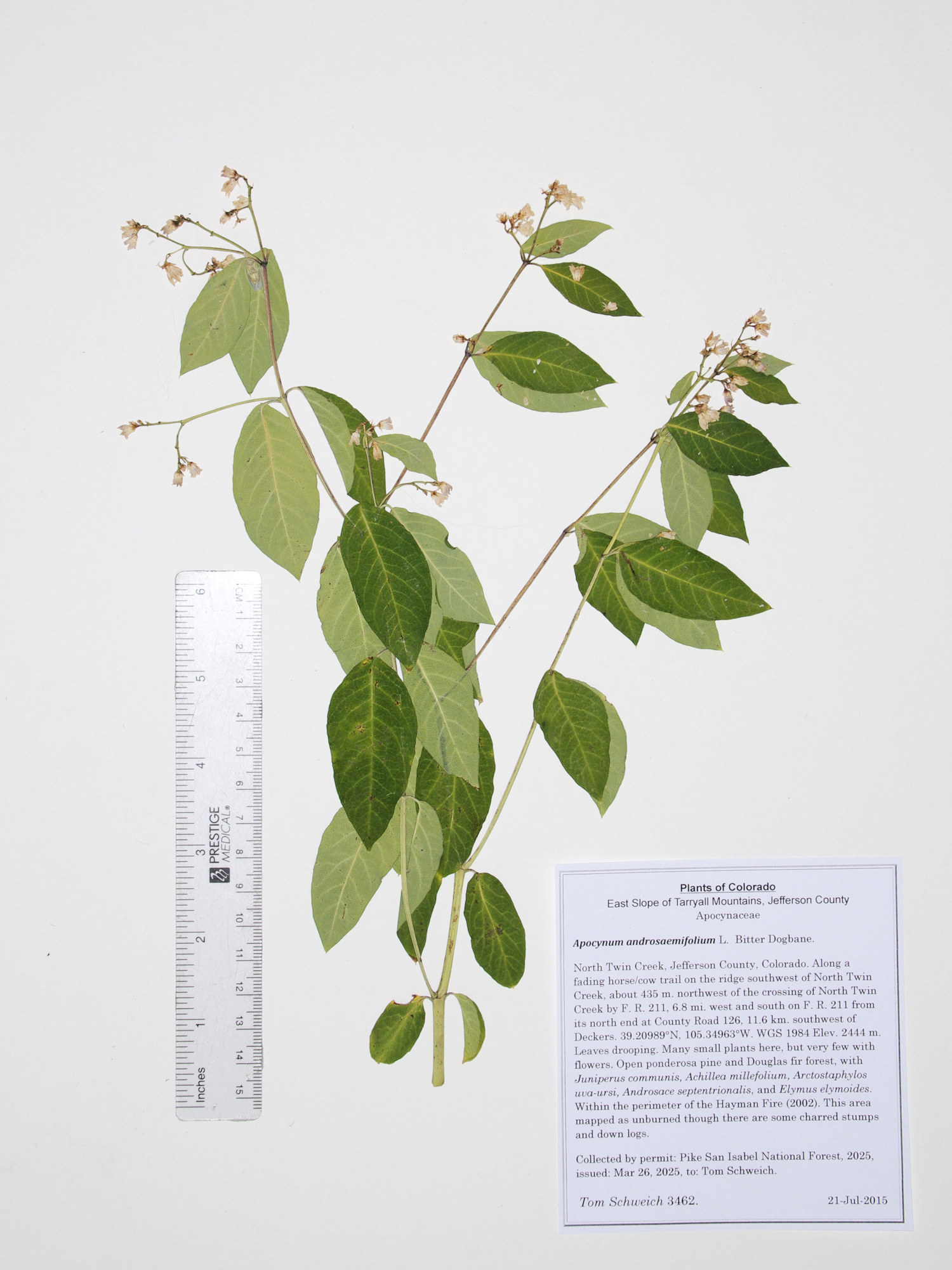 Apocynaceae, Apocynum androsaemifolium