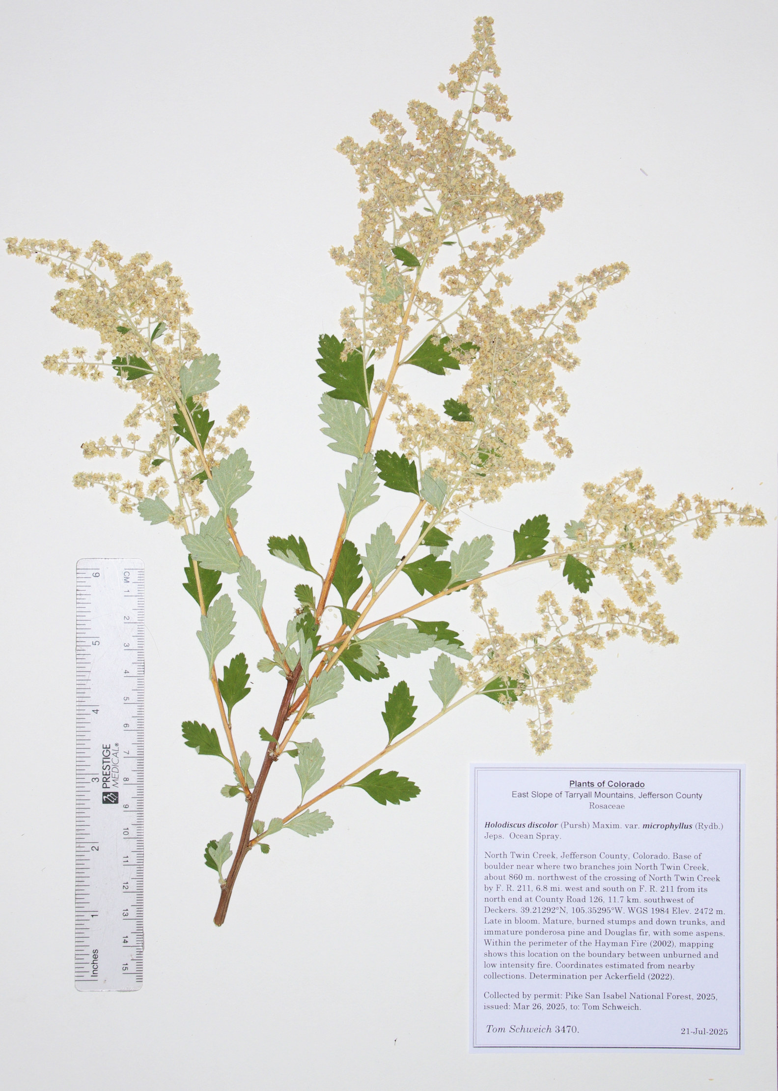 Rosaceae, Holodiscus discolor microphyllus