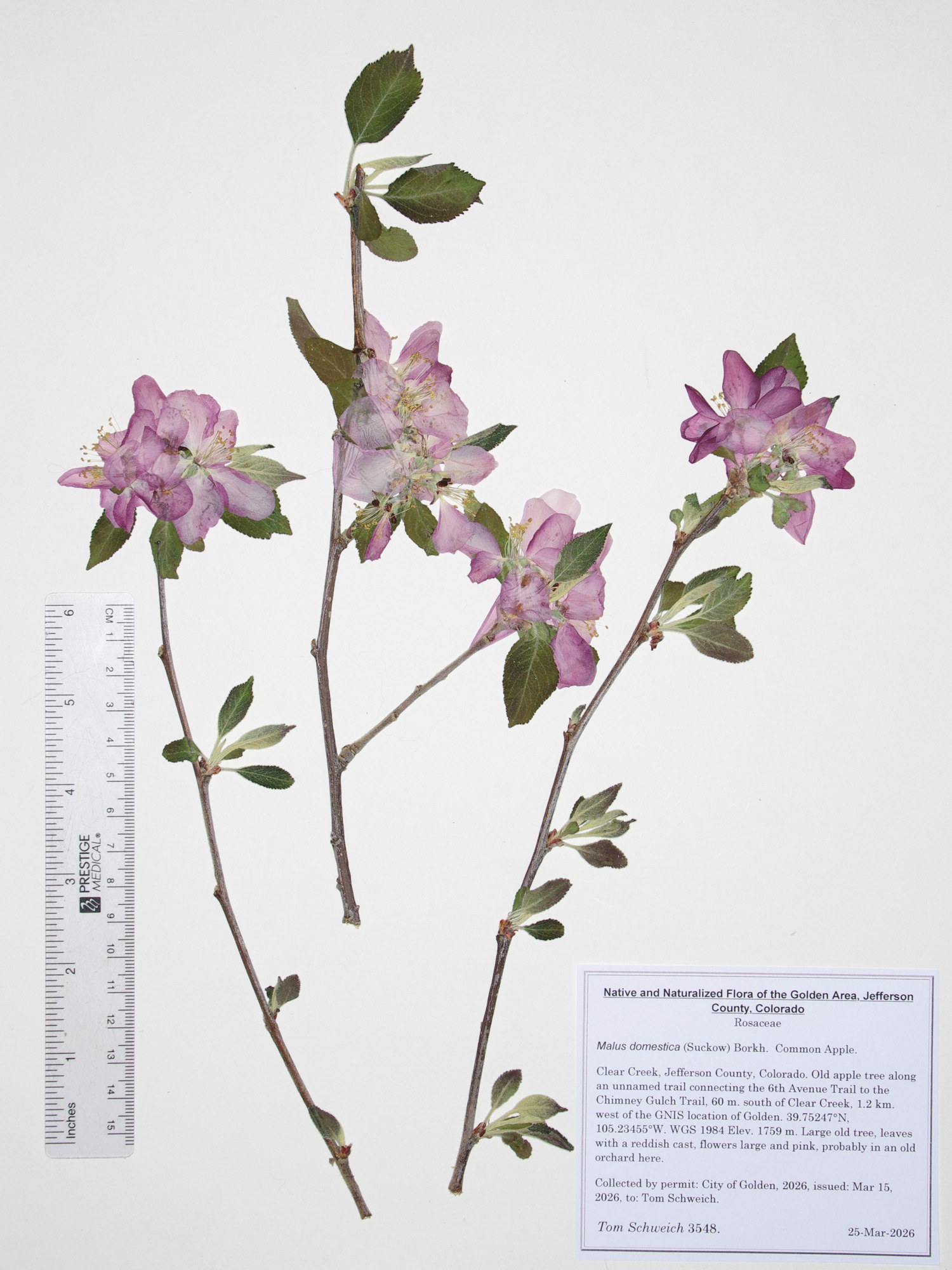 Rosaceae, Malus domestica