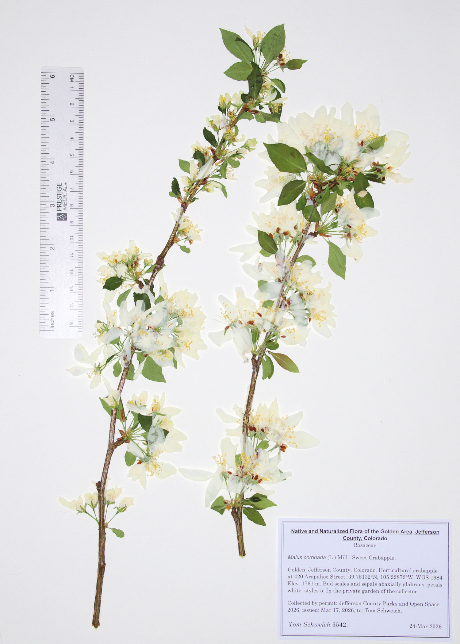 Rosaceae, Malus coronaria