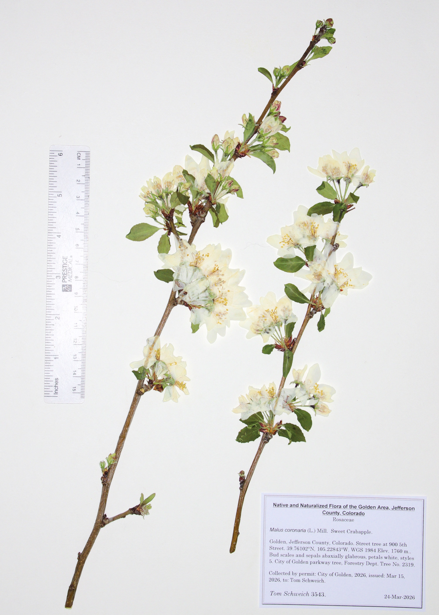 Rosaceae, Malus coronaria