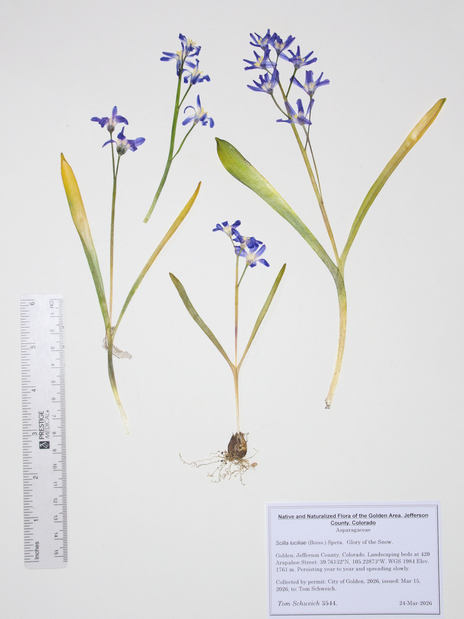 Asparagaceae, Scilla luciliae