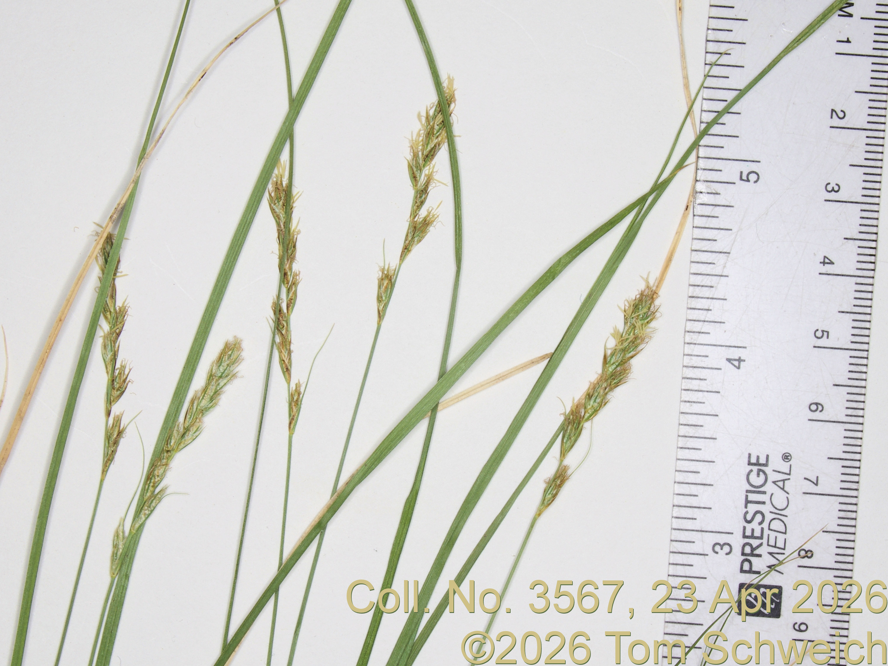 Cyperaceae, Carex occidentalis
