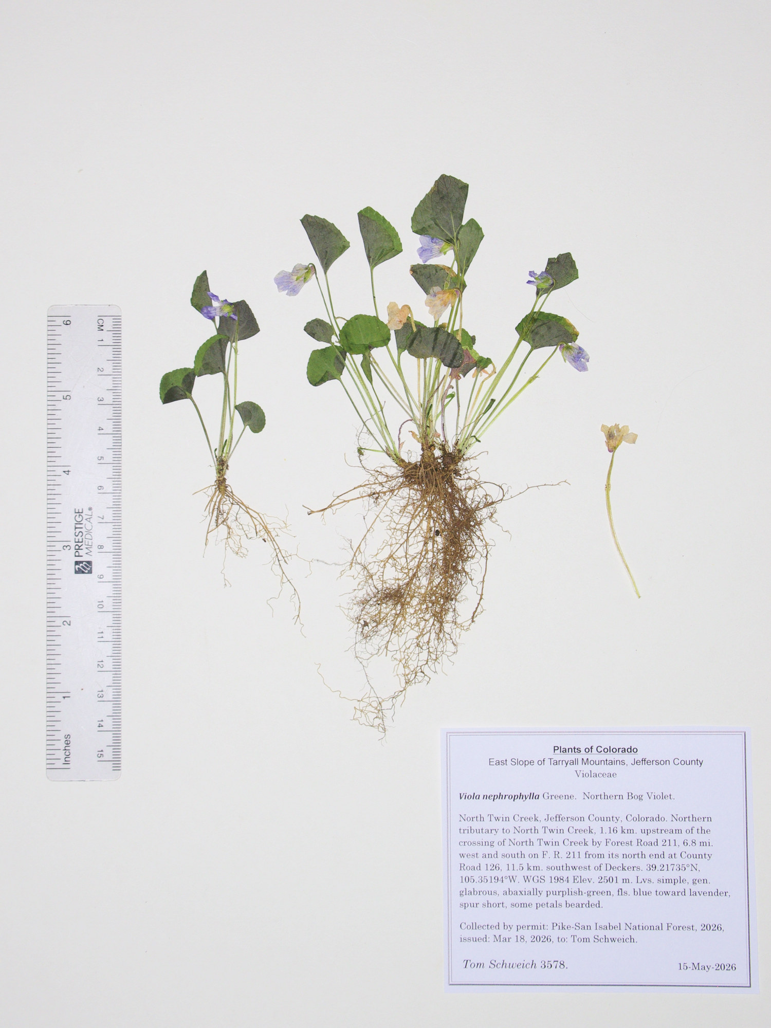 Violaceae, Viola nephrophylla