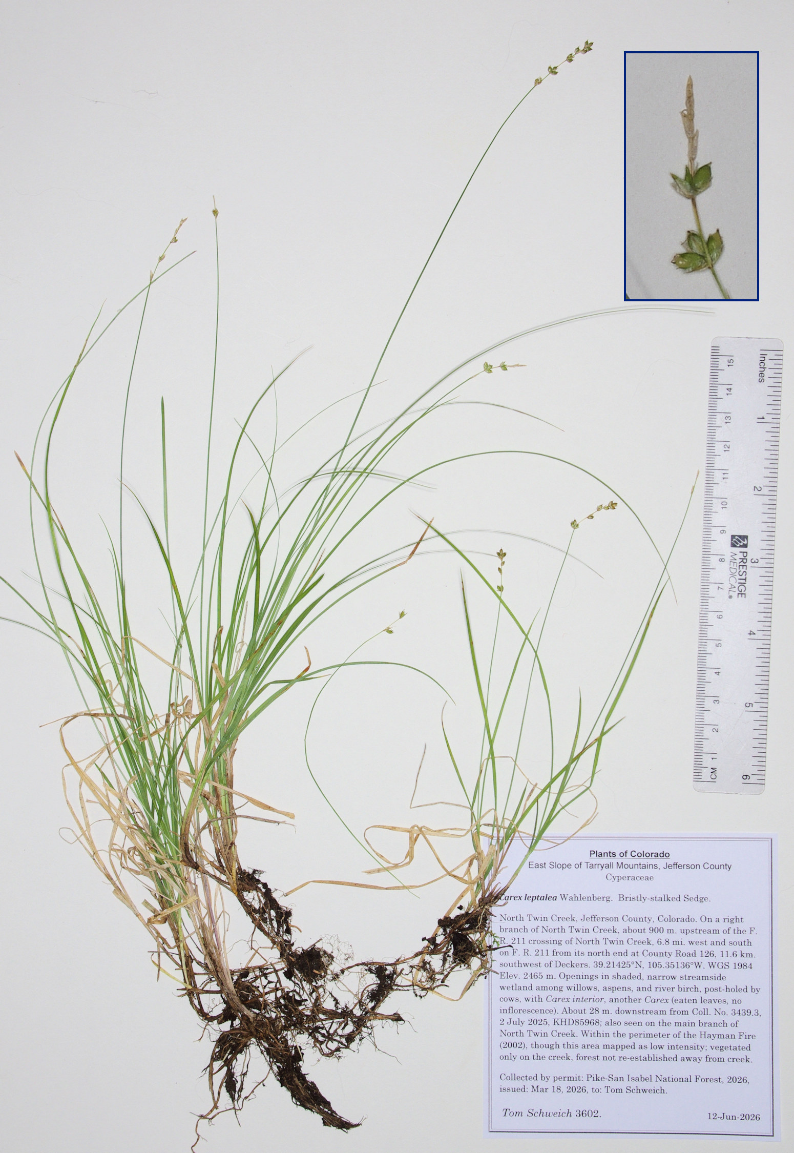 Cyperaceae, Carex leptalea
