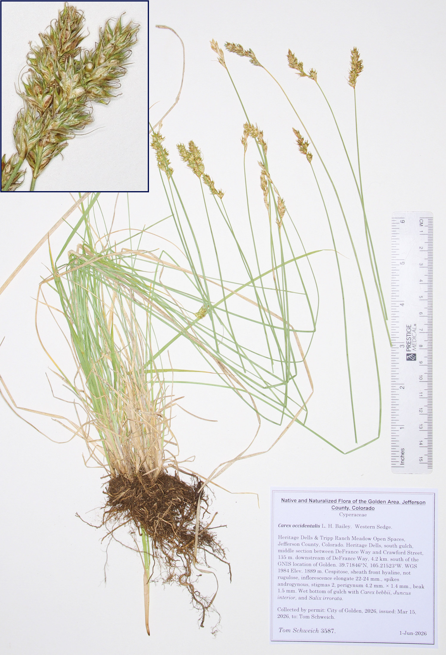 Cyperaceae, Carex occidentalis