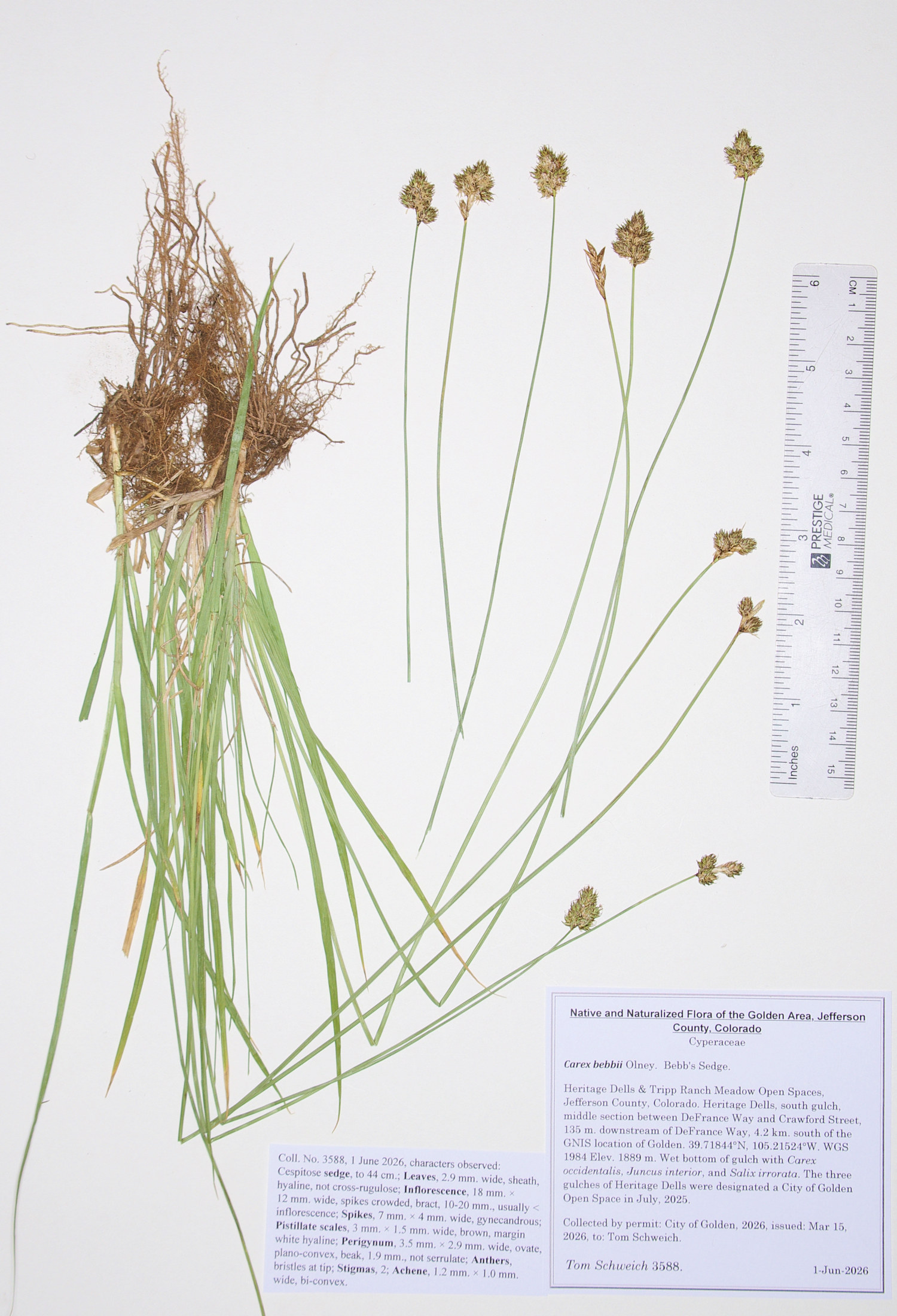 Cyperaceae, Carex bebbii