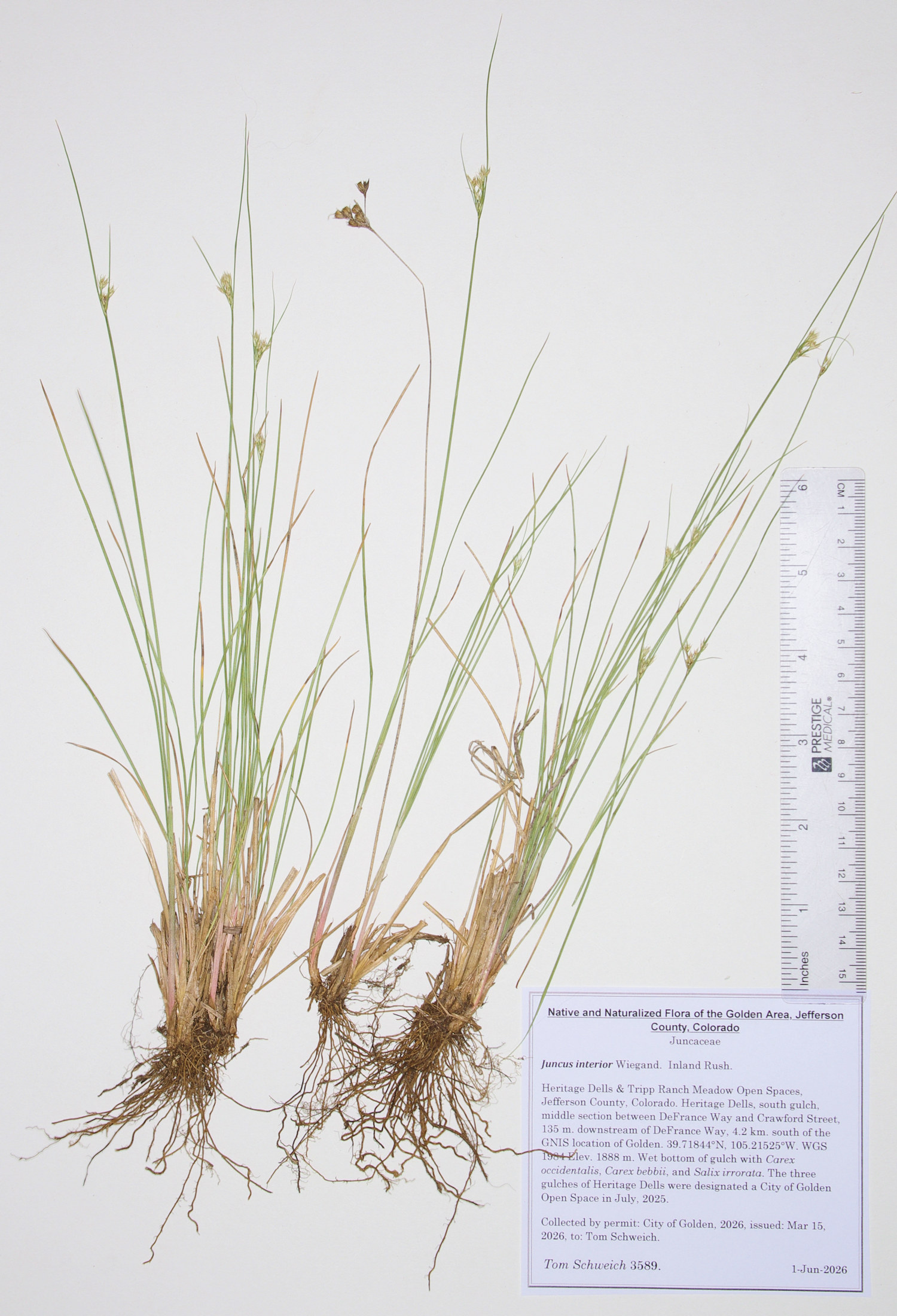 Juncaceae, Juncus interior