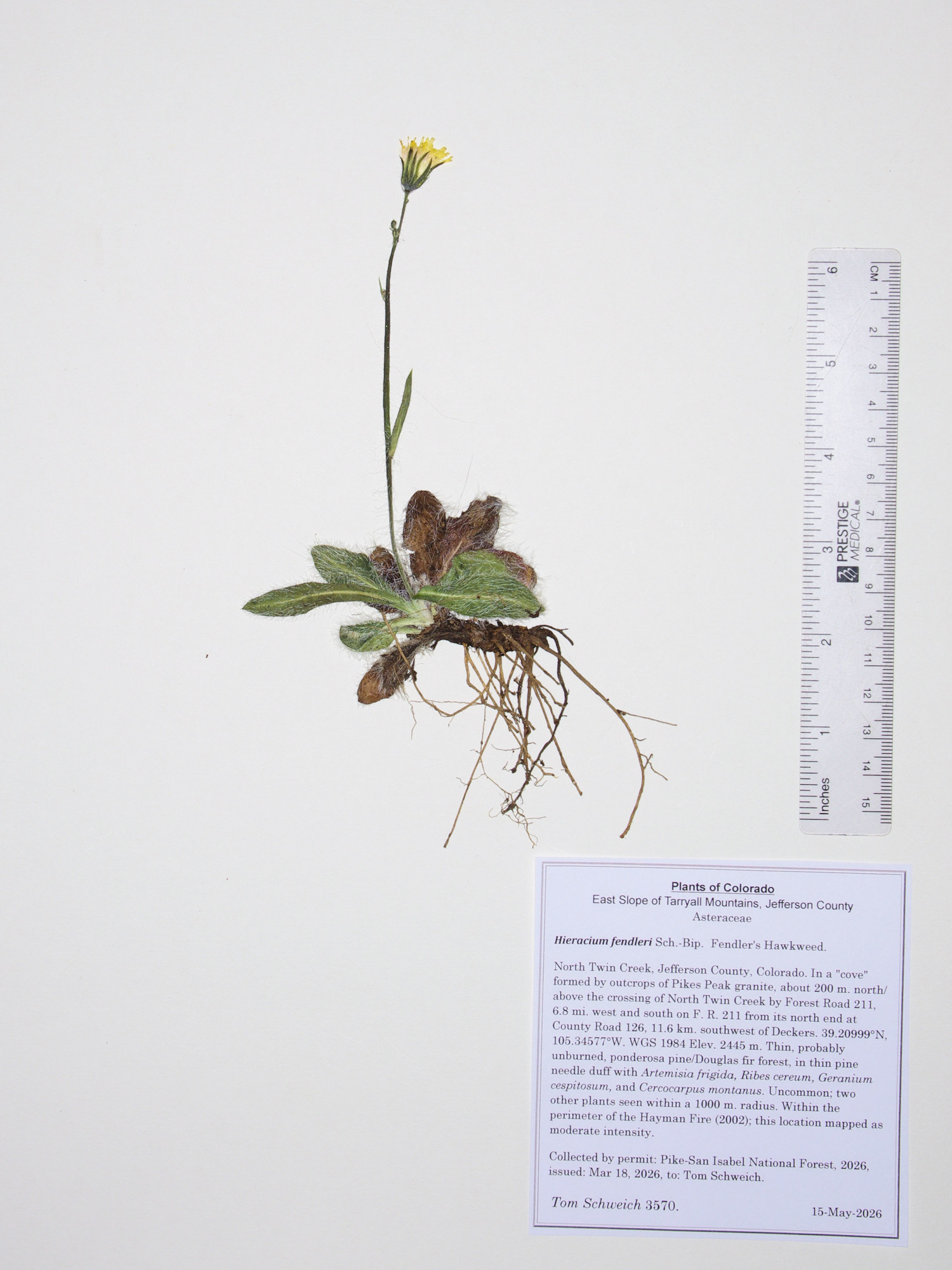 Asteraceae, Hieracium fendleri