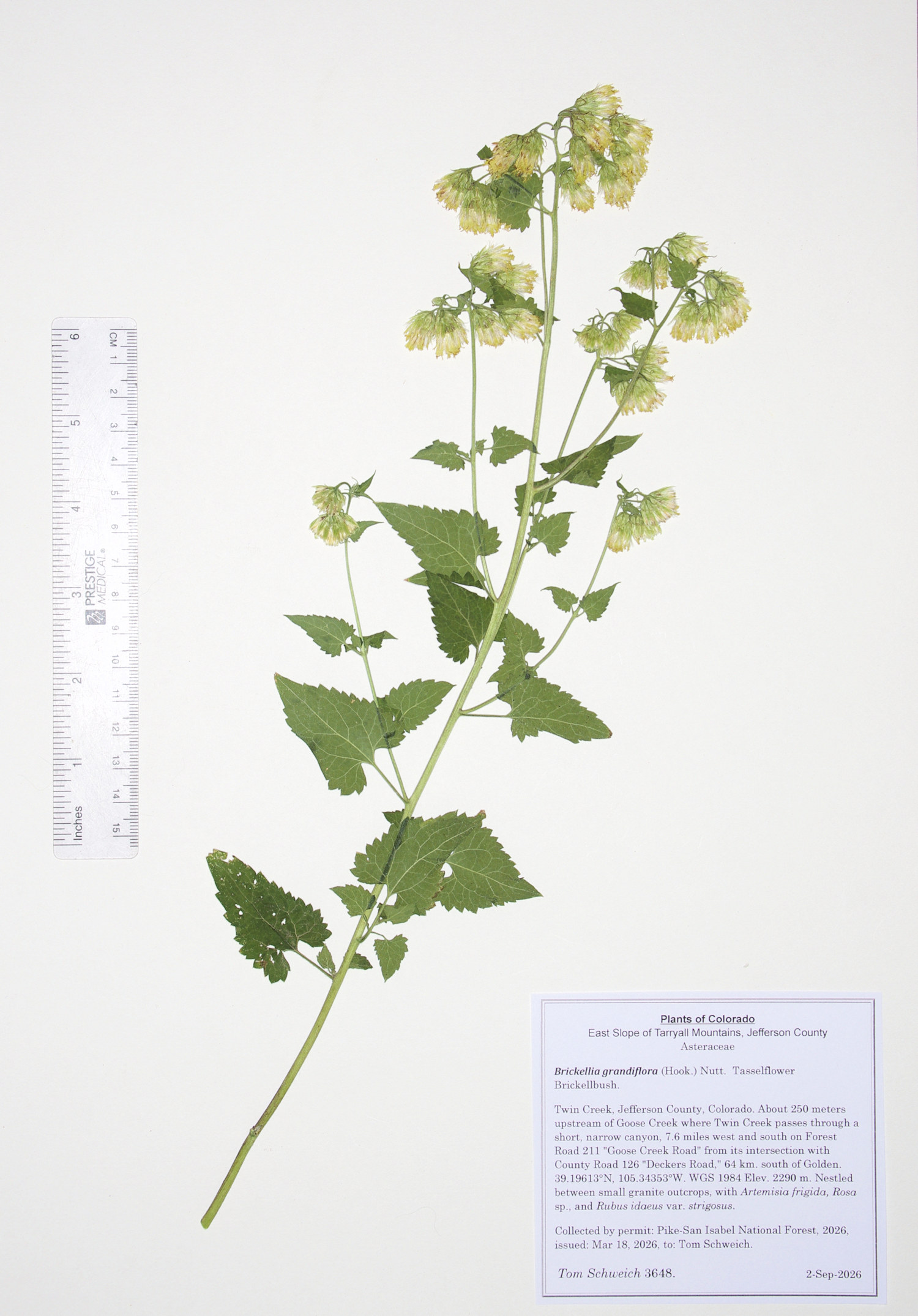 Asteraceae, Brickellia grandiflora