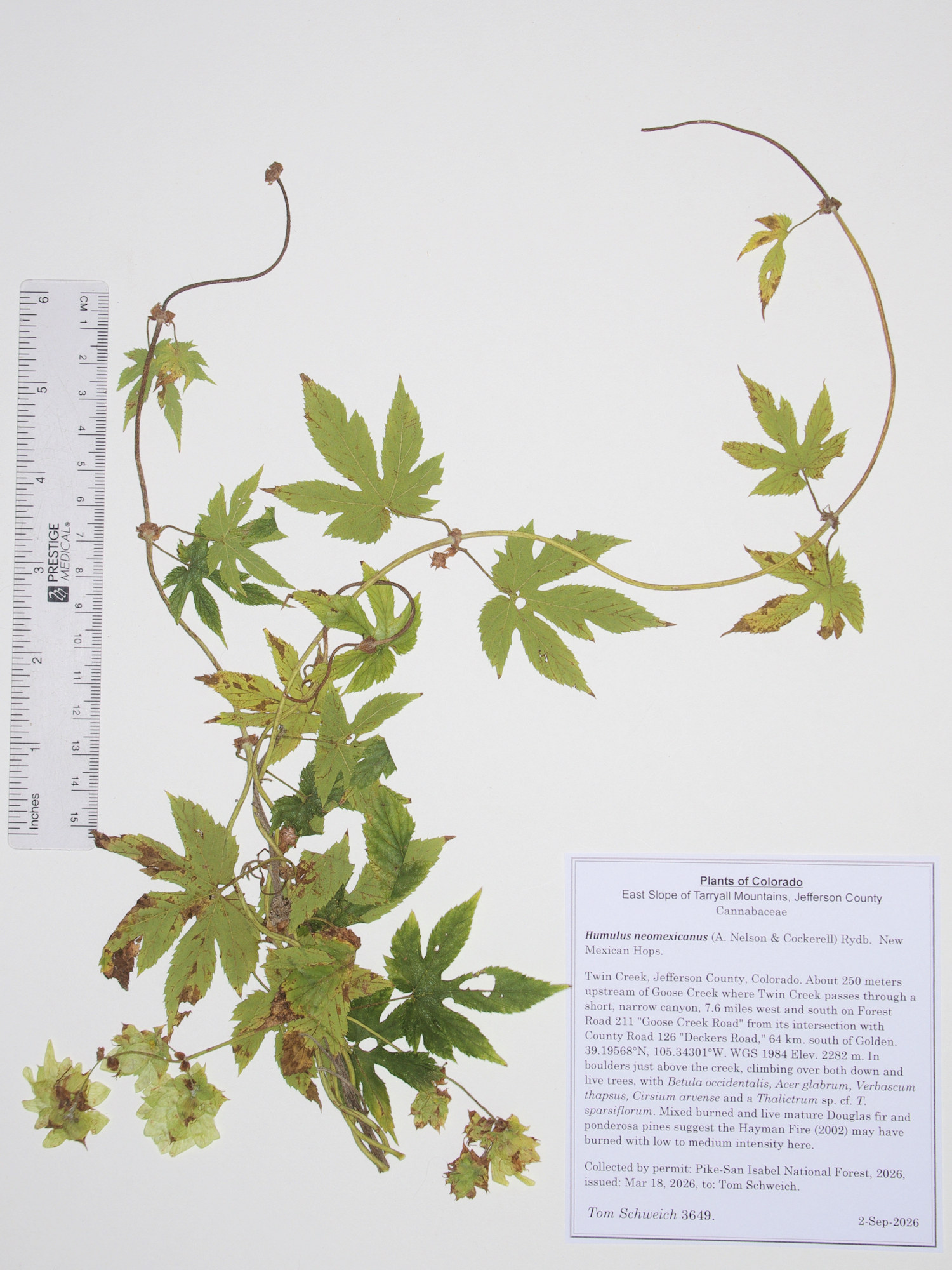 Cannabaceae, Humulus neomexicanus