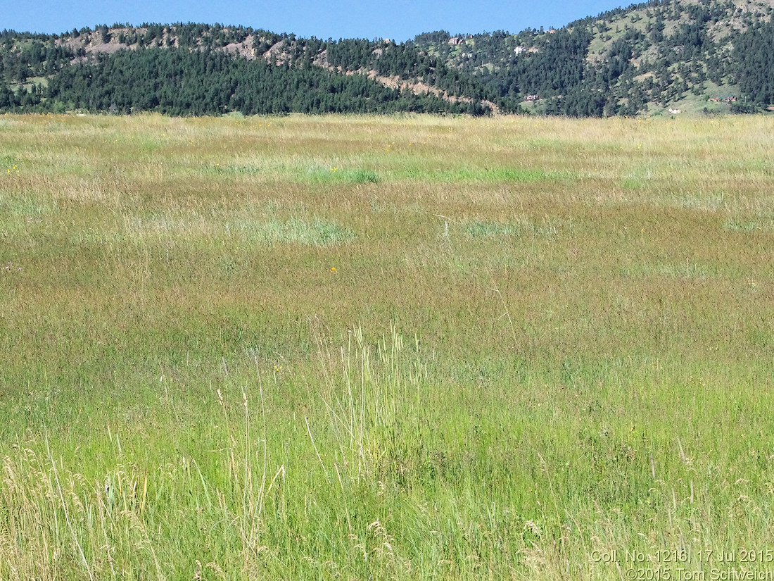 Poaceae Phleum pratense