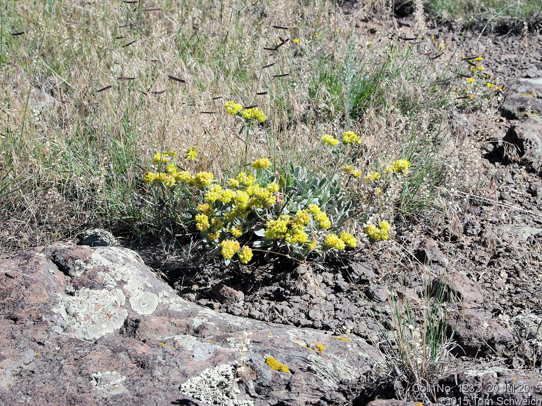 Polygonaceae Eriogonum arcuatum