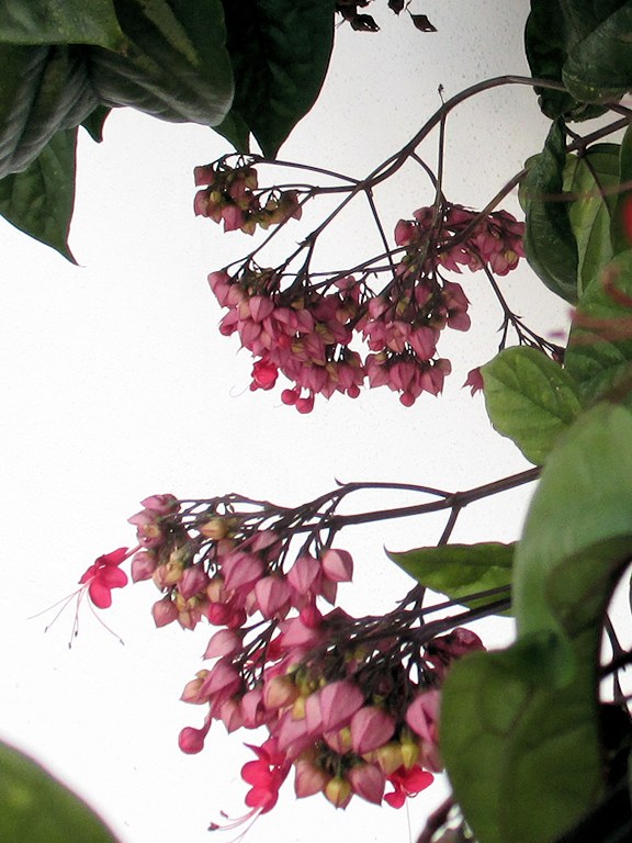 Lamiaceae Clerodendrum splendens