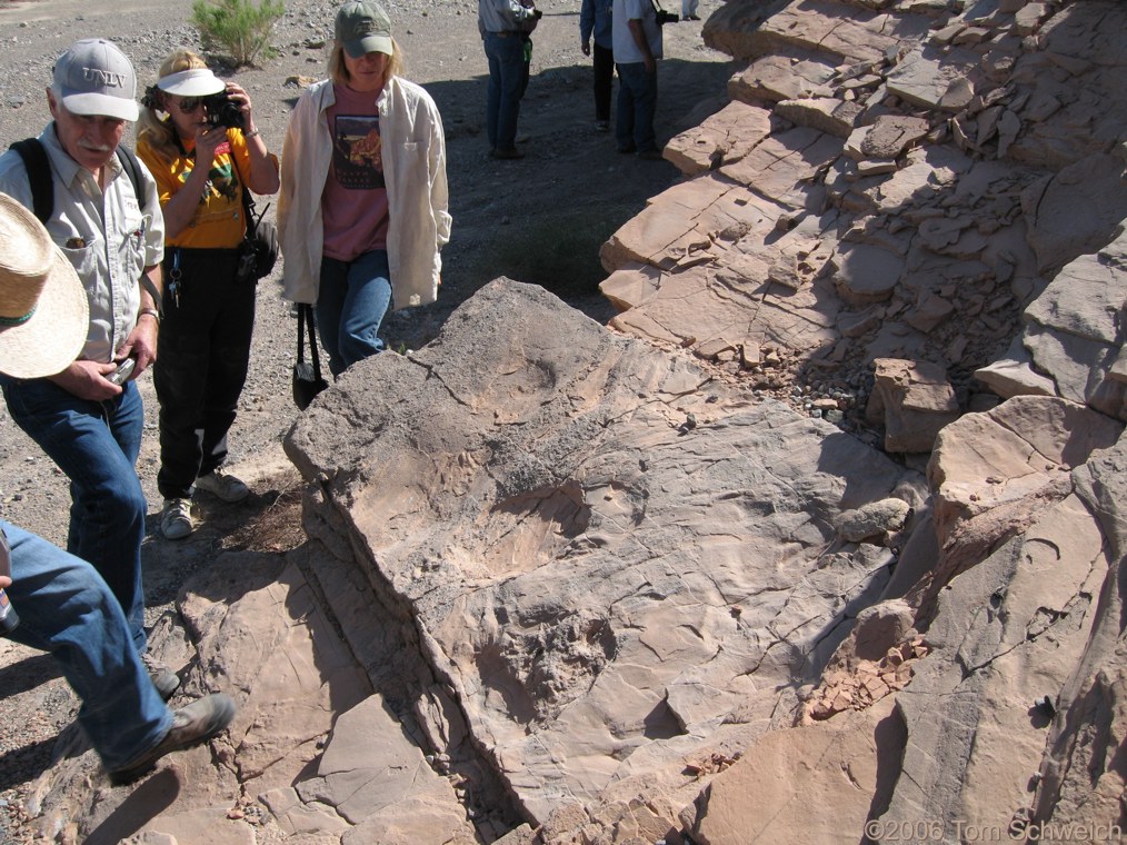 Gomphothere tracks, Eastern Star Wash, Shadow Mountains, San Bernardino County, California