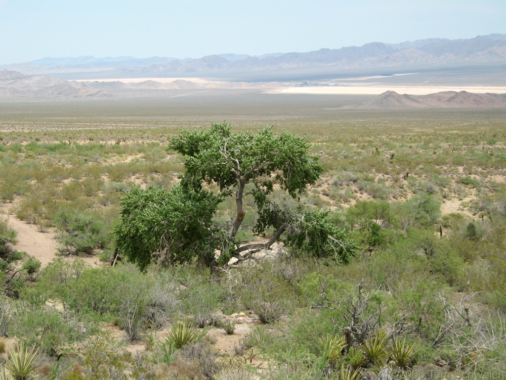 Ivanpah, San Bernardino County, California