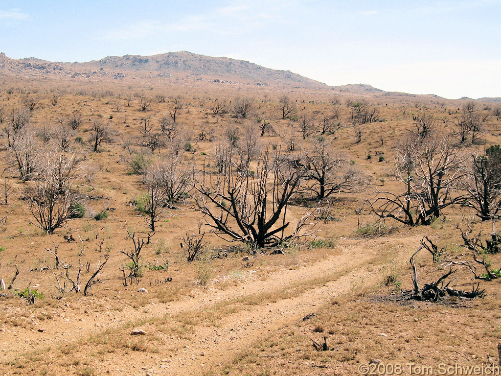 Wild Horse Canyon, Mojave National Preserve, San Bernardino County, California