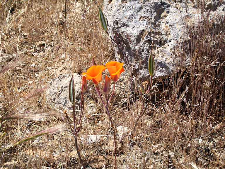 Liliaceae, Calochortus kennedyi