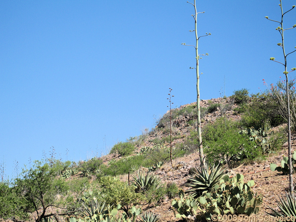 Arizona, Cochise County