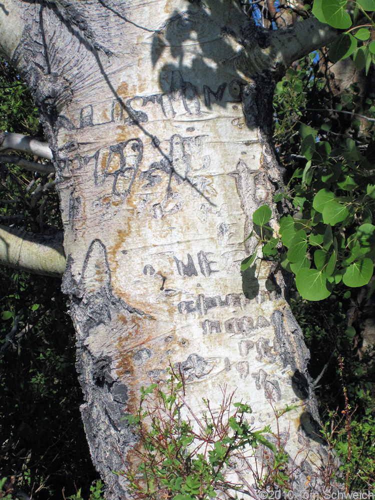 California, Mono Canyon, Bohler Canyon, Arborglyph