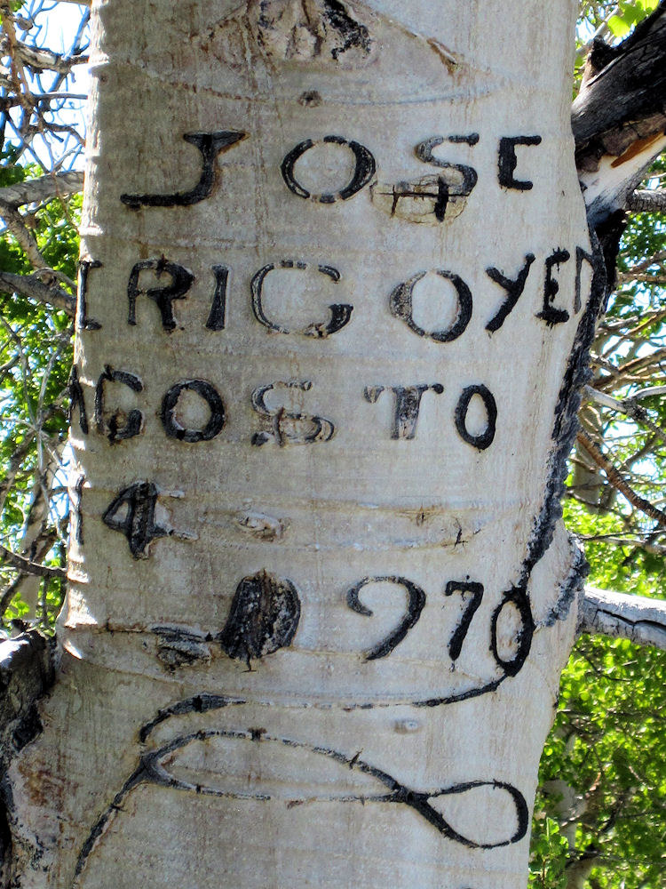 Mono County, Arborglyph