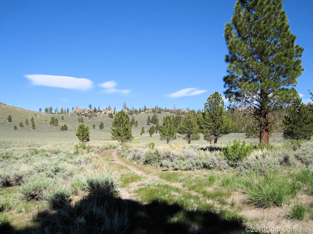 California, Mono County, Johnny Meadow