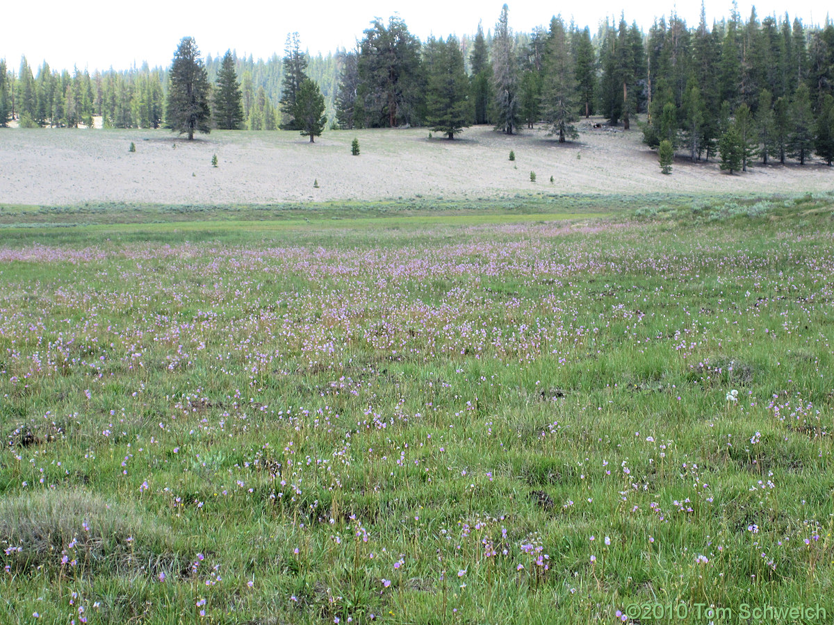 California, Mono County, Crooked Meadows