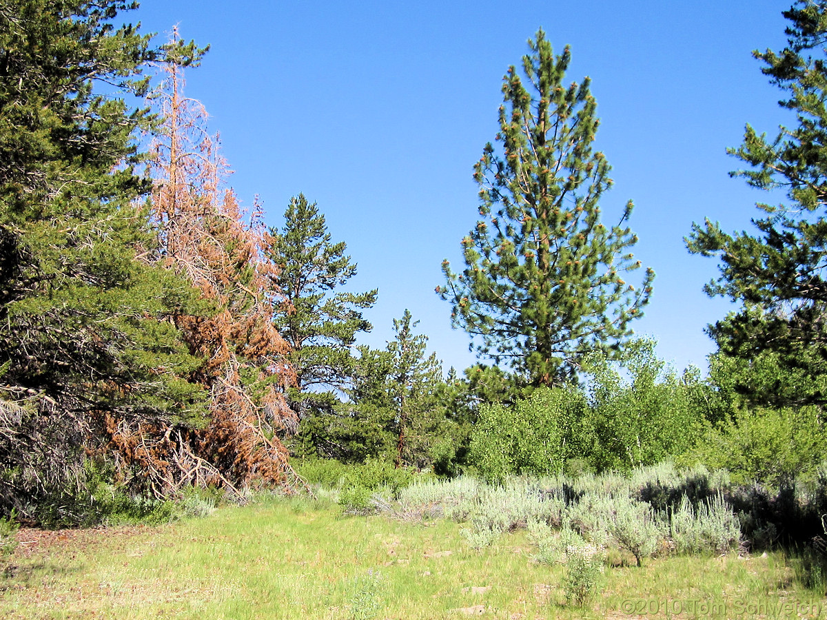 California, Mono County, Sagehen Peak