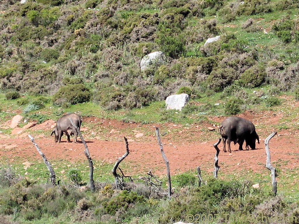 Sierra del Caillo, Cadiz, Andalucia, Spain