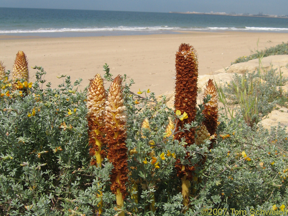 Orobanche, El Puerto de Santa Maria, Cadiz, Andalucia, Spain