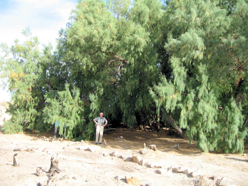 Salt Creek, San Bernardino County, California