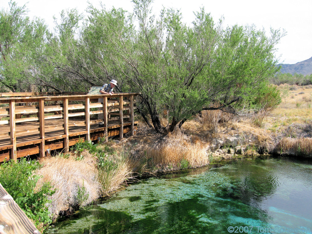 Crystal Pool, Ash Meadows National Wildlife Refuge, Nye County, Nevada