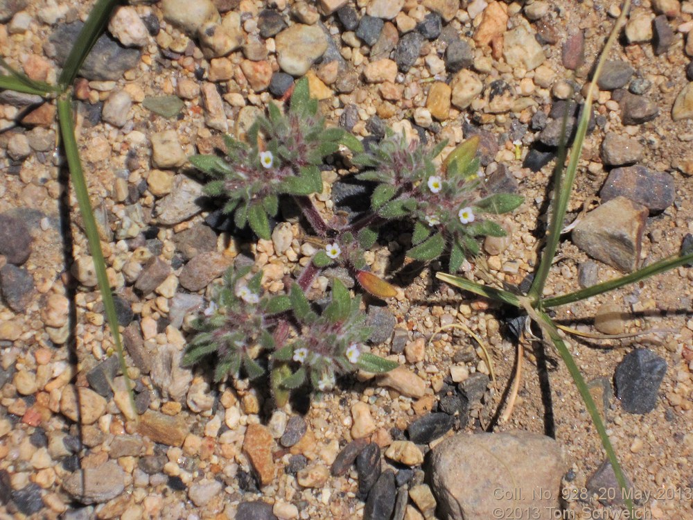 Boraginaceae Nama densum densum