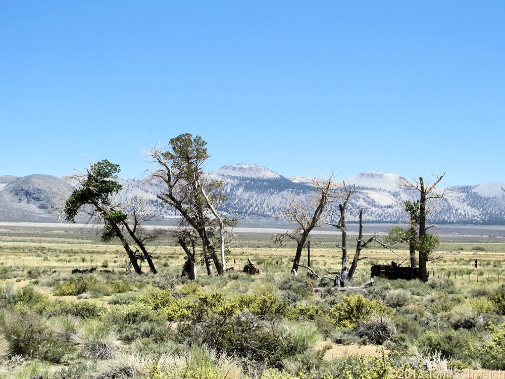 California, Mono County, Farrington's