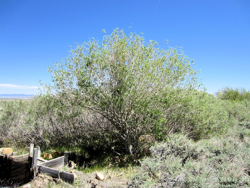 Salicaceae Salix