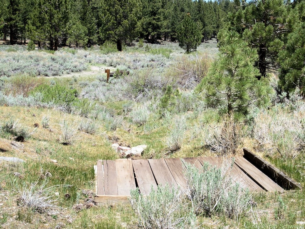 California, Mono County, Sagehen Spring