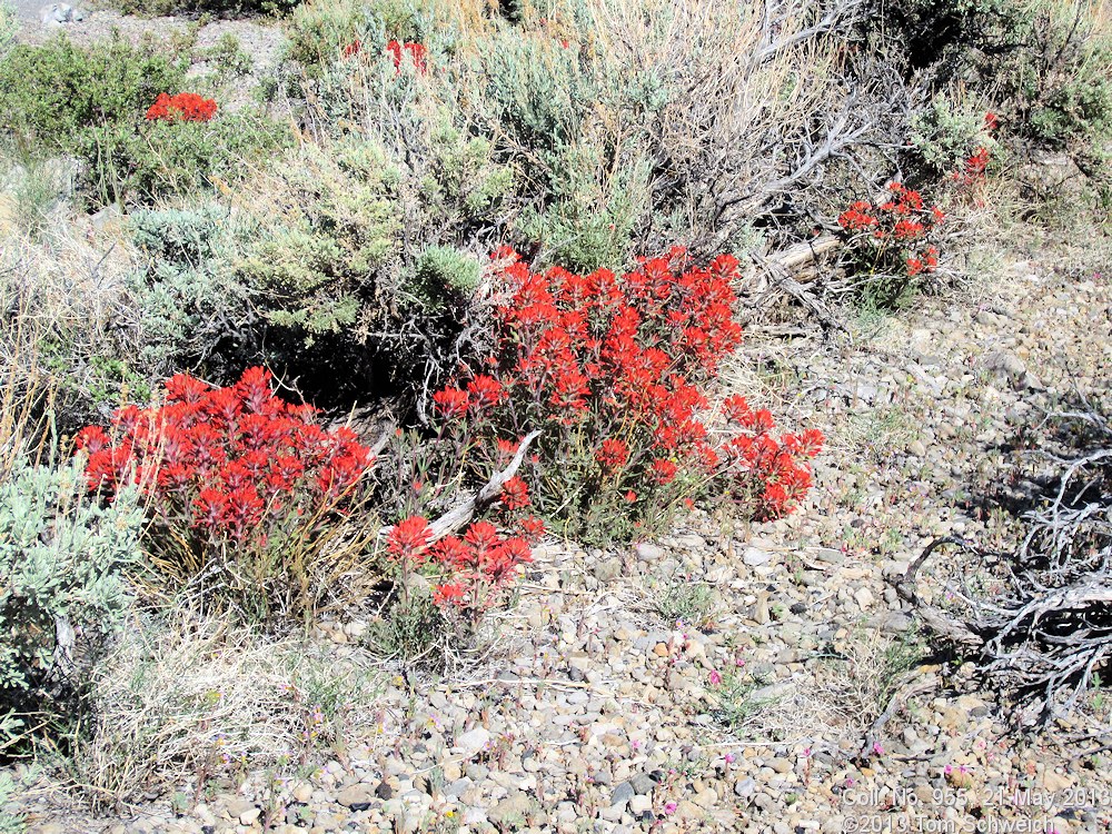 Orobanchaceae Castilleja chromosa