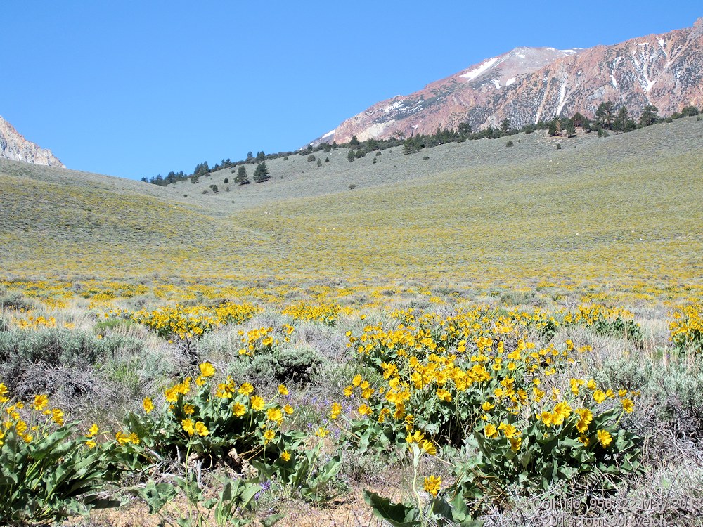 Asteraceae Balsamorhiza sagittata